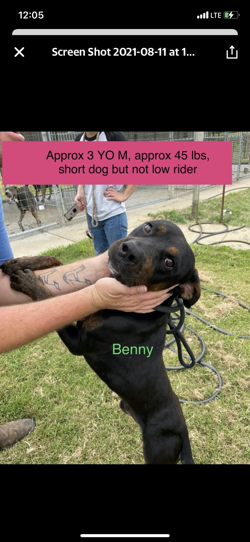 Benny , an adoptable Labrador Retriever, Pit Bull Terrier in Greenfield, TN, 38230 | Photo Image 1