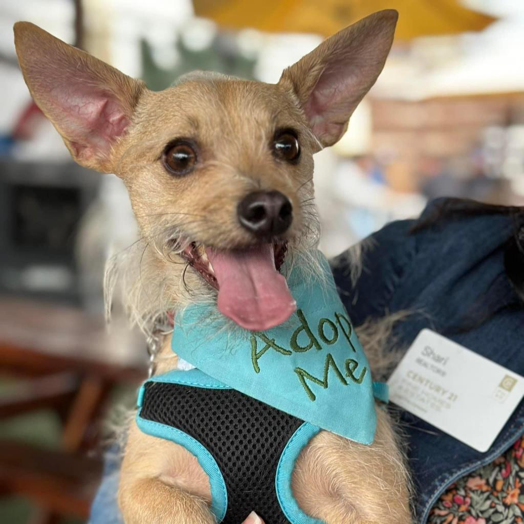 Francis "Ford" Coppola- TheGivingDay12, an adoptable Chihuahua in Allen, TX, 75013 | Photo Image 1