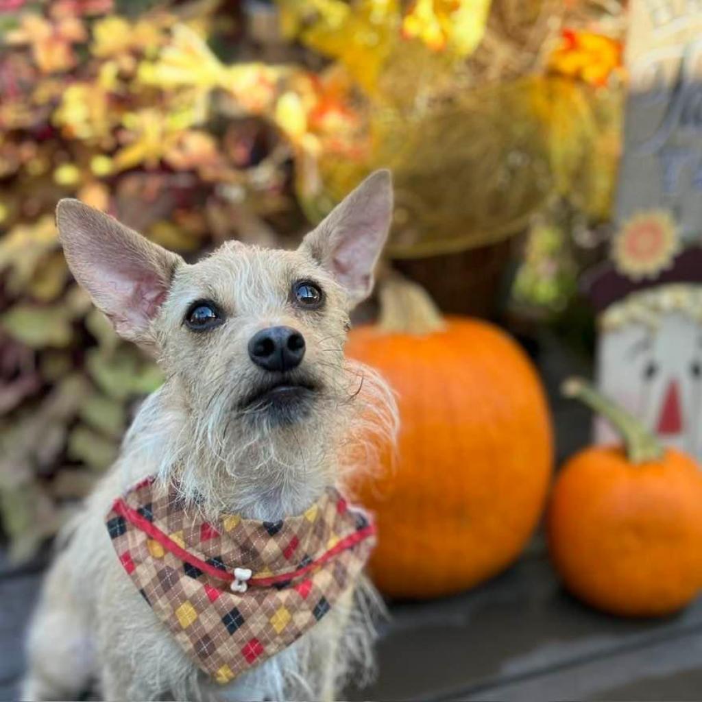 Francis "Ford" Coppola- TheGivingDay12, an adoptable Chihuahua in Allen, TX, 75013 | Photo Image 2