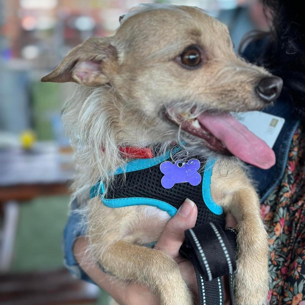 Francis "Ford" Coppola- TheGivingDay12, an adoptable Chihuahua in Allen, TX, 75013 | Photo Image 3