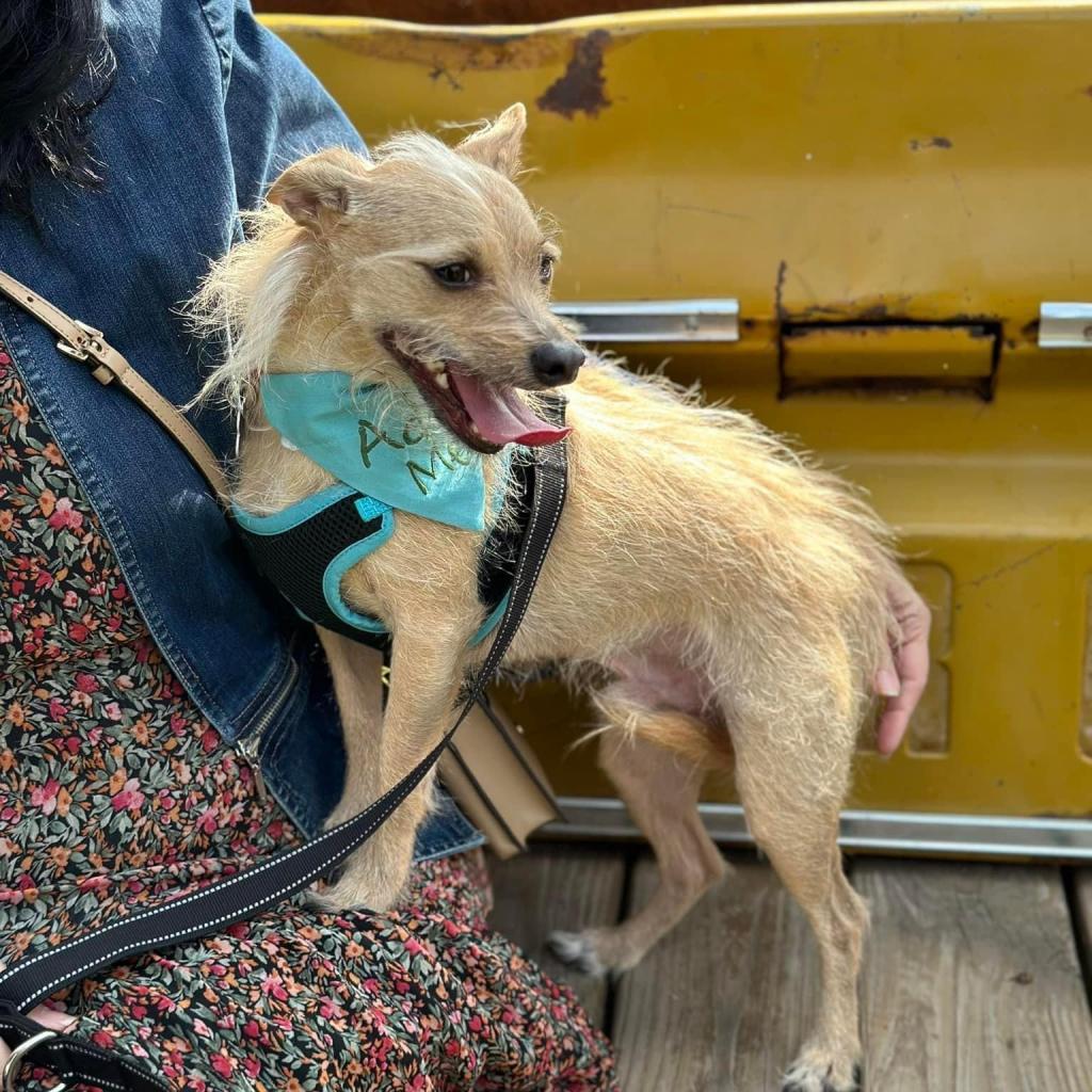 Francis "Ford" Coppola- TheGivingDay12, an adoptable Chihuahua in Allen, TX, 75013 | Photo Image 4