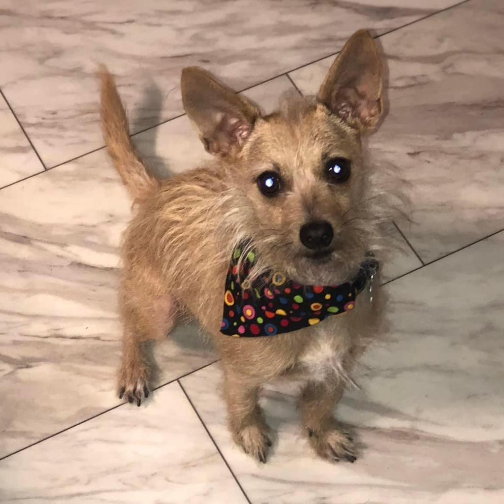 Francis "Ford" Coppola- TheGivingDay12, an adoptable Chihuahua in Allen, TX, 75013 | Photo Image 5