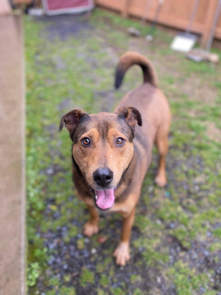 american foxhound german shepherd mix