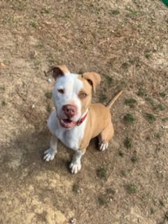 Ruger, an adoptable American Staffordshire Terrier in McComb, MS, 39648 | Photo Image 3