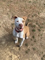 Ruger, an adoptable American Staffordshire Terrier in McComb, MS, 39648 | Photo Image 4