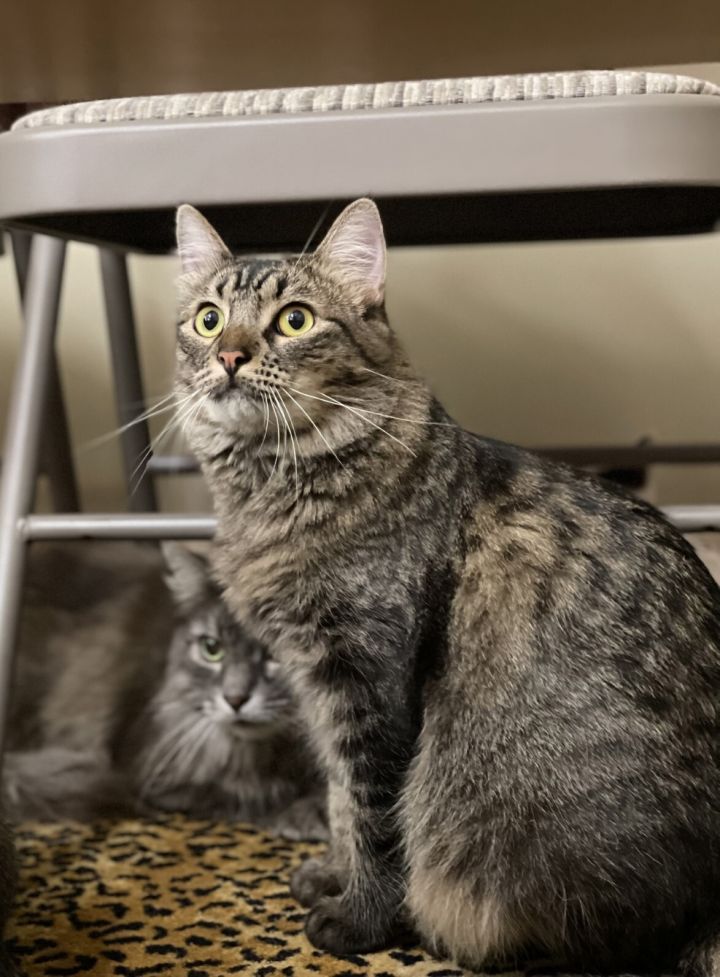 Tabitha, an adopted Tabby & Maine Coon Mix in Tustin, CA_image-1