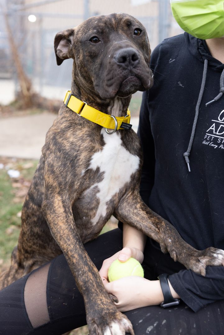 Glen, an adoptable Pit Bull Terrier Mix in Naperville, IL_image-6