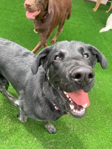 Louie, an adoptable German Shepherd Dog, Golden Retriever in Cedar Rapids, IA, 52405 | Photo Image 1