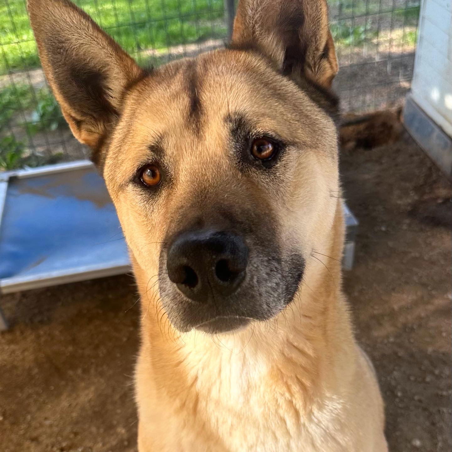 Blake, an adoptable Akita, German Shepherd Dog in Romoland, CA, 92585 | Photo Image 1