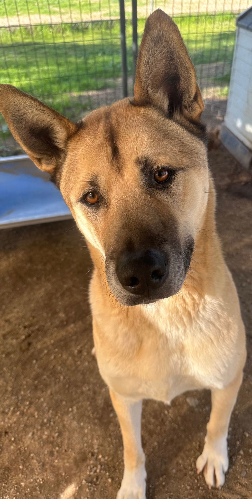 Blake, an adoptable Akita, German Shepherd Dog in Romoland, CA, 92585 | Photo Image 2