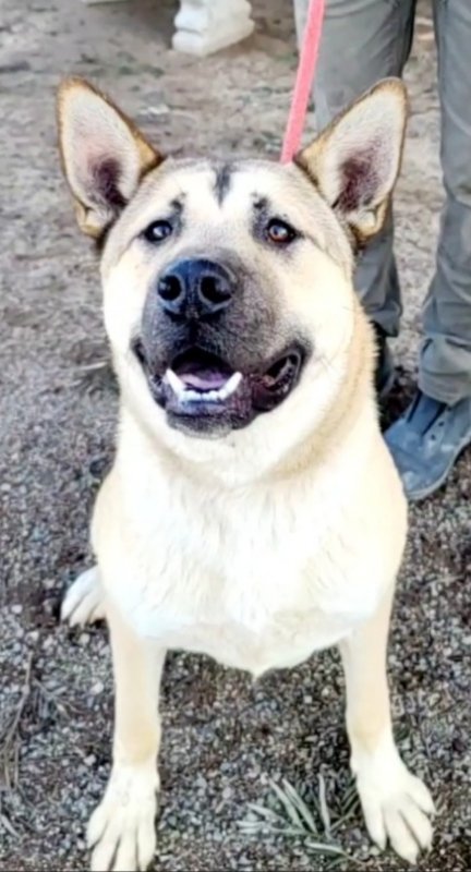 Blake, an adoptable Akita, German Shepherd Dog in Romoland, CA, 92585 | Photo Image 3