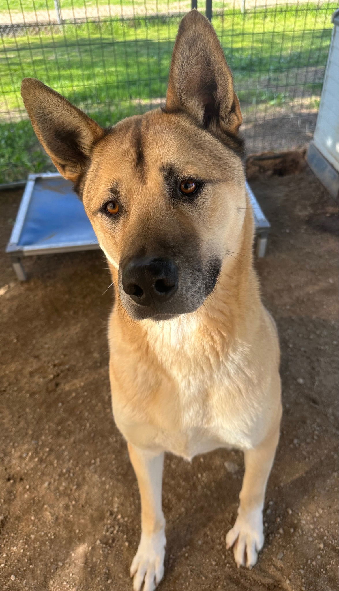 Blake, an adoptable Akita, German Shepherd Dog in Romoland, CA, 92585 | Photo Image 3