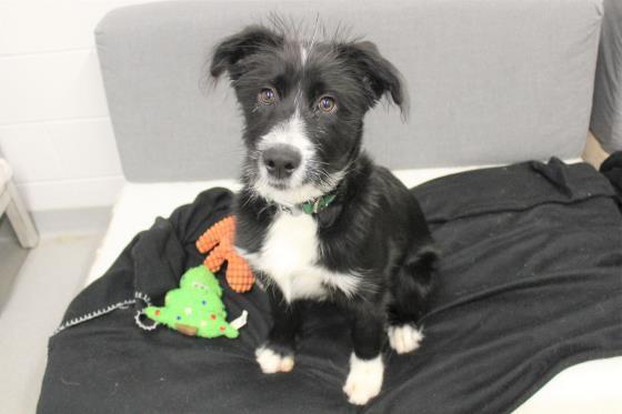 INDIANA BONES, an adoptable Border Collie in Saskatoon, SK, S7K 3S9 | Photo Image 1