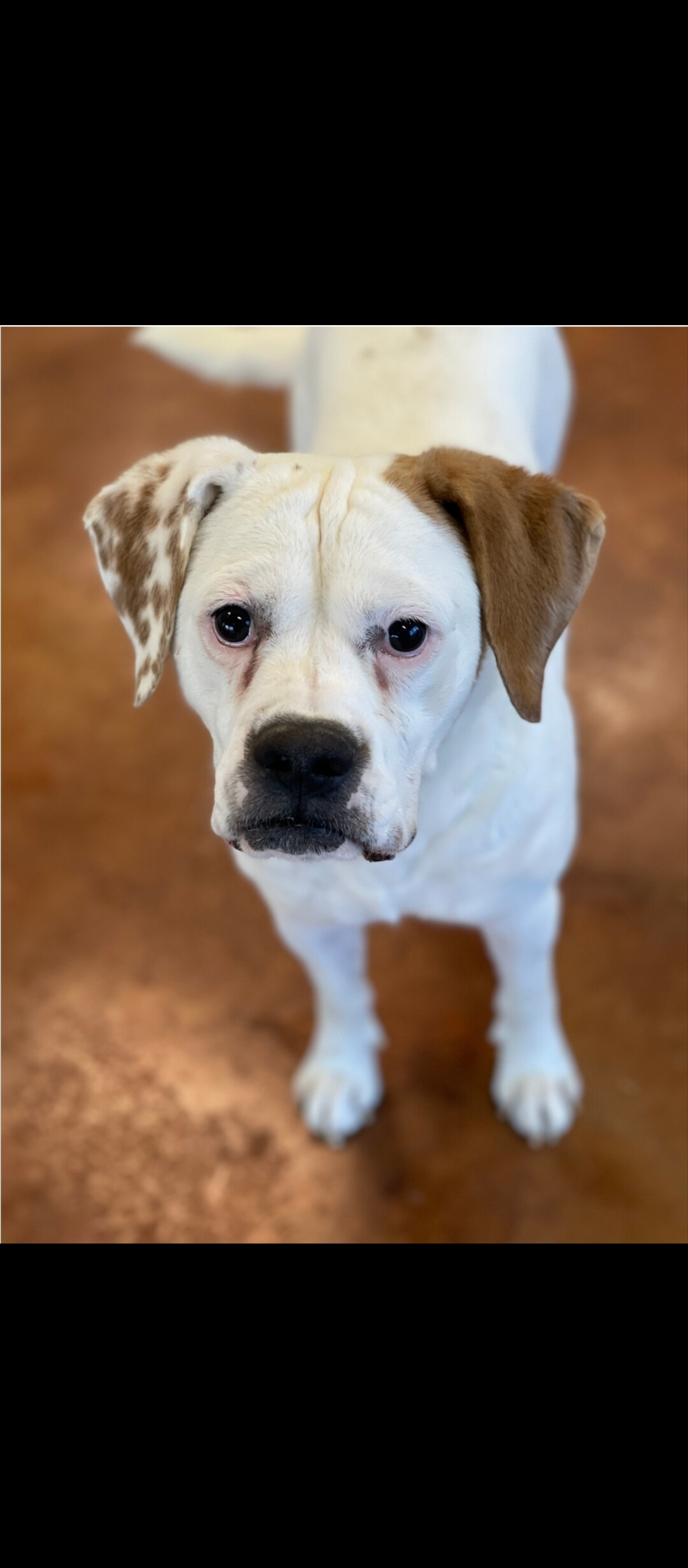 Snowflake, an adoptable American Bulldog, Boxer in Henderson, NV, 89009 | Photo Image 1