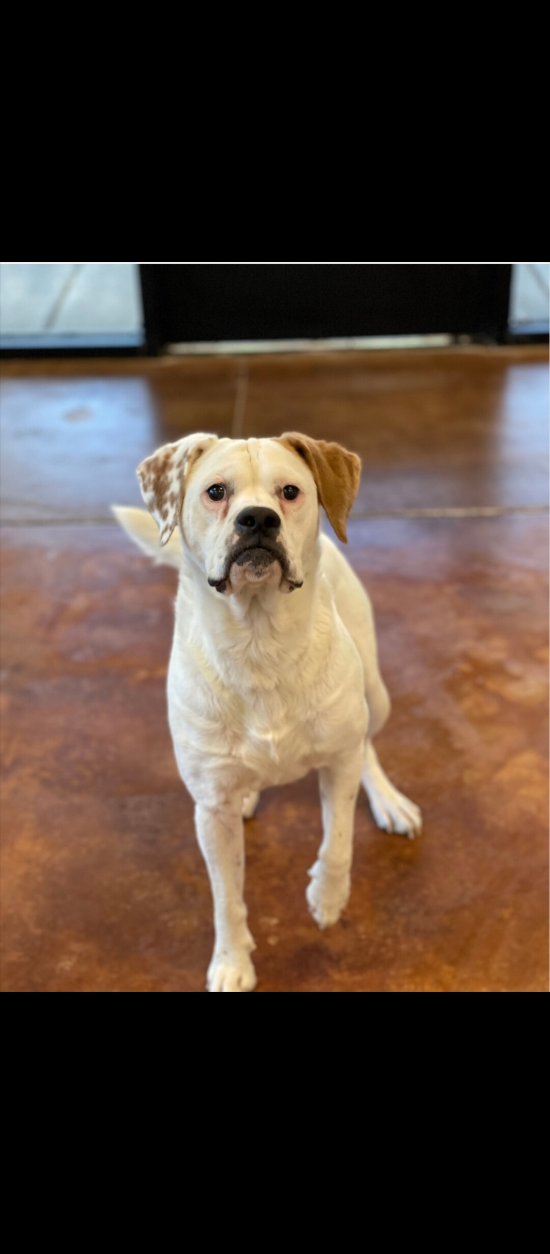 Snowflake, an adoptable American Bulldog, Boxer in Henderson, NV, 89009 | Photo Image 3