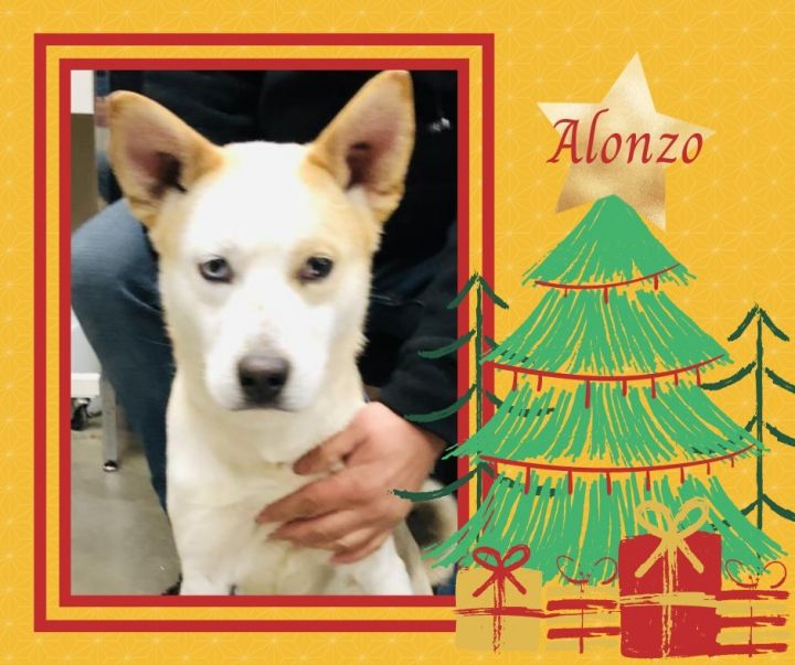 Alonzo, an adoptable Husky Mix in Murphysboro, IL_image-3
