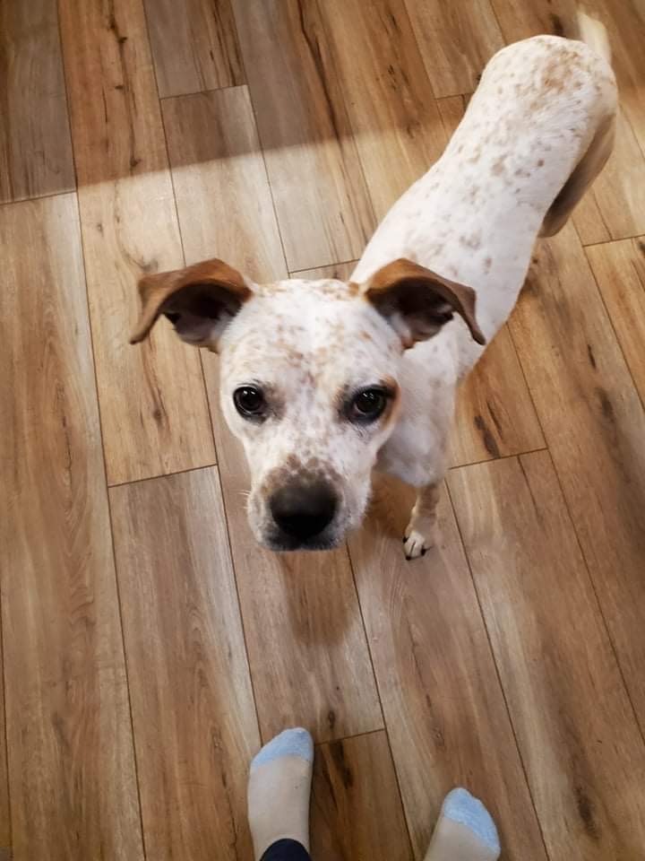 Speckles, an adoptable Labrador Retriever Mix in Brunswick, ME_image-2