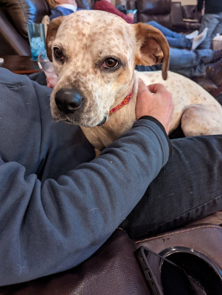 Speckles, an adoptable Labrador Retriever Mix in Brunswick, ME_image-6
