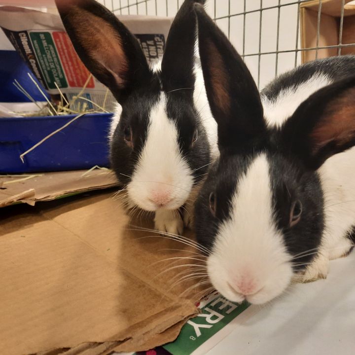 Sven and Olaf (bonded brothers) 2