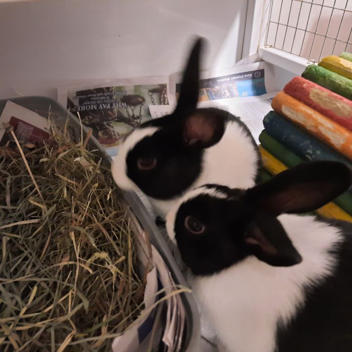 Sven and Olaf (bonded brothers) 4