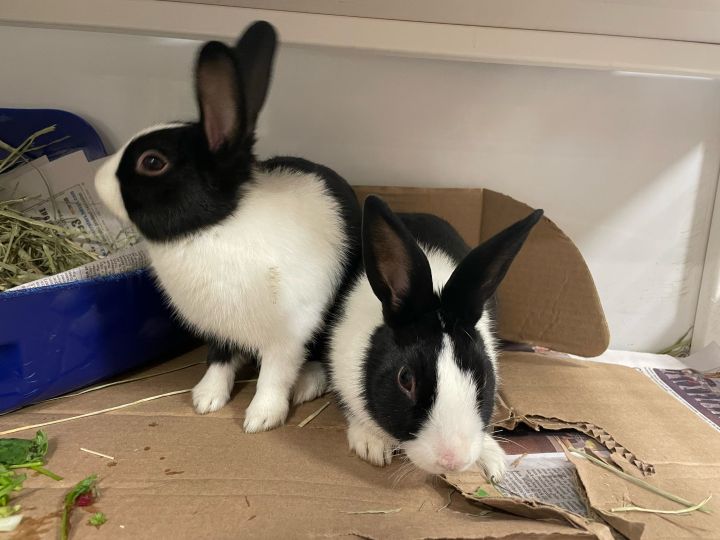 Sven and Olaf (bonded brothers) 1