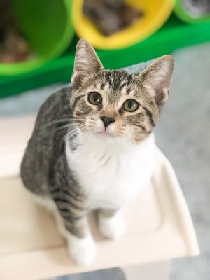 Cats For Adoption Near Norwich Ct Petfinder