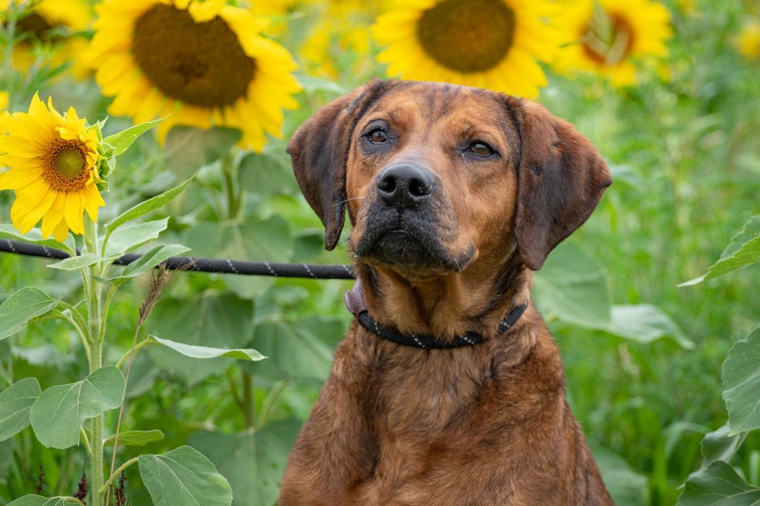 TOBY, an adoptable Coonhound in Indiana, PA, 15701 | Photo Image 1