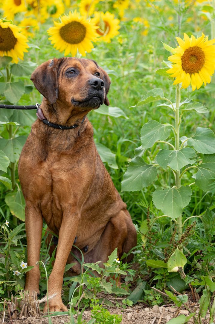 TOBY, an adoptable Coonhound in Indiana, PA, 15701 | Photo Image 3