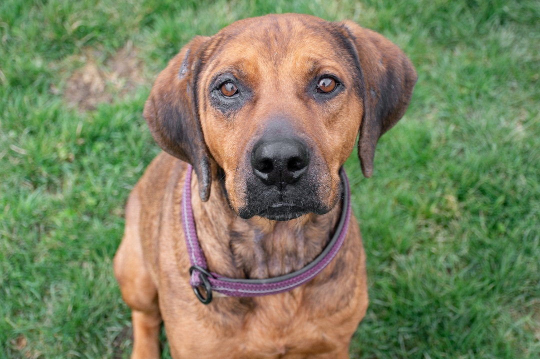 TOBY, an adoptable Coonhound in Indiana, PA, 15701 | Photo Image 4