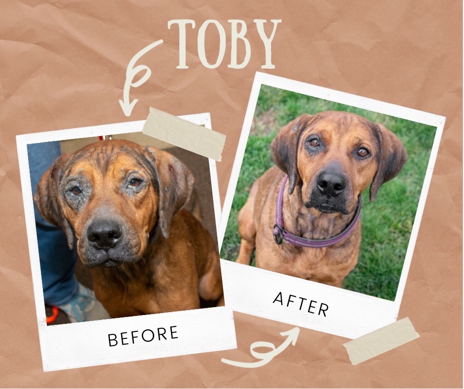 TOBY, an adoptable Coonhound in Indiana, PA, 15701 | Photo Image 6