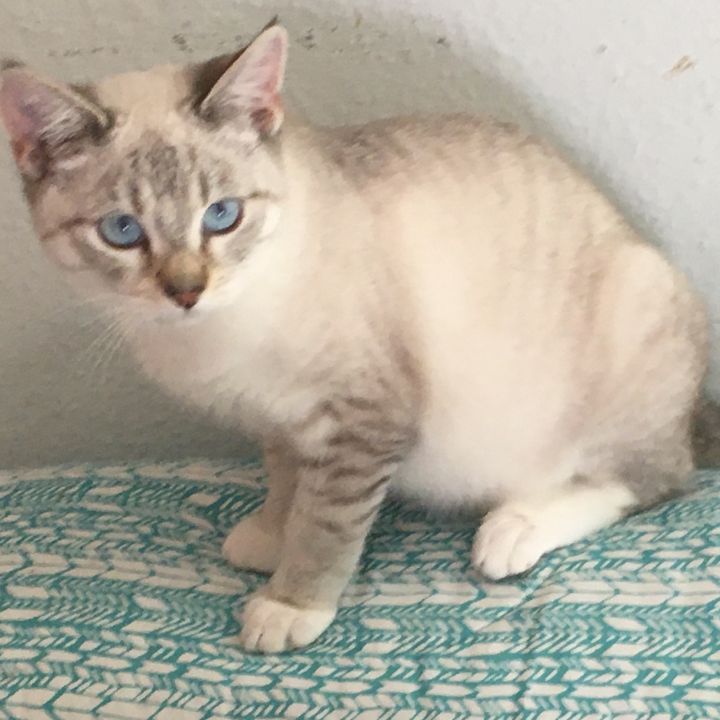 Verde, an adoptable Siamese & Domestic Short Hair Mix in Beverly Hills, CA_image-1