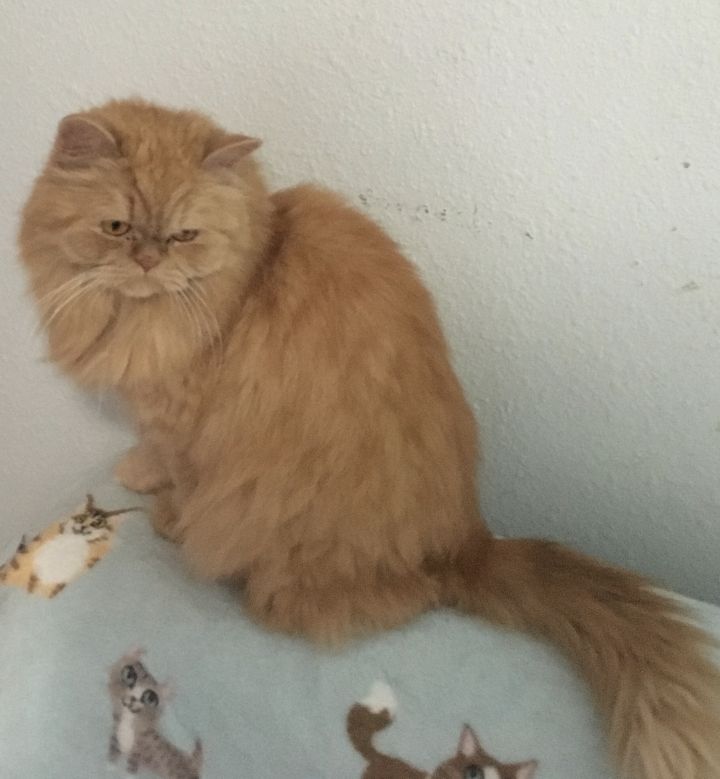 Serena, an adoptable Persian in Beverly Hills, CA_image-1