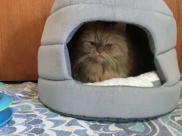 Serena, an adopted Persian in Beverly Hills, CA_image-2