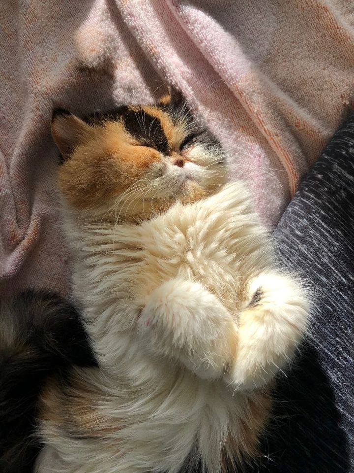 Mabel (orthopedic surgeries pending), an adoptable Exotic Shorthair & Persian Mix in Beverly Hills, CA_image-2