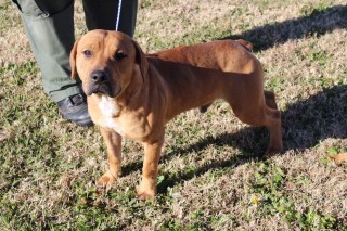Sturgis, an adoptable Labrador Retriever, Pit Bull Terrier in Olive Branch, MS, 38654 | Photo Image 1