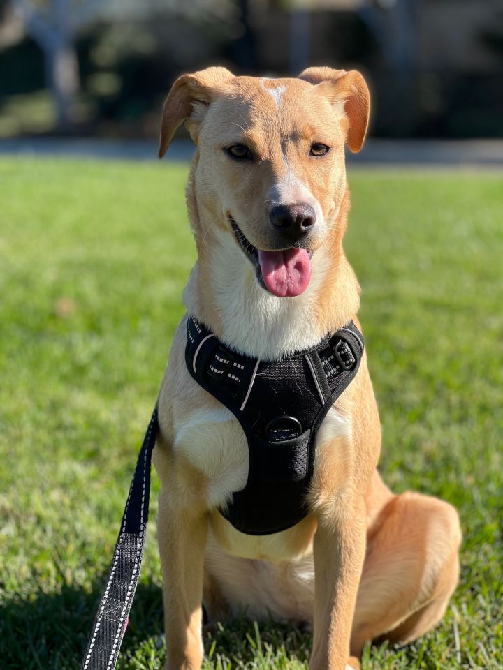 Yuri, an adoptable Labrador Retriever Mix in San Diego, CA_image-2