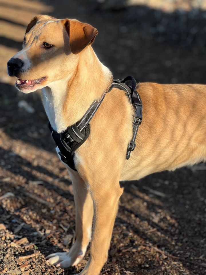 Yuri, an adopted Labrador Retriever Mix in San Diego, CA_image-3