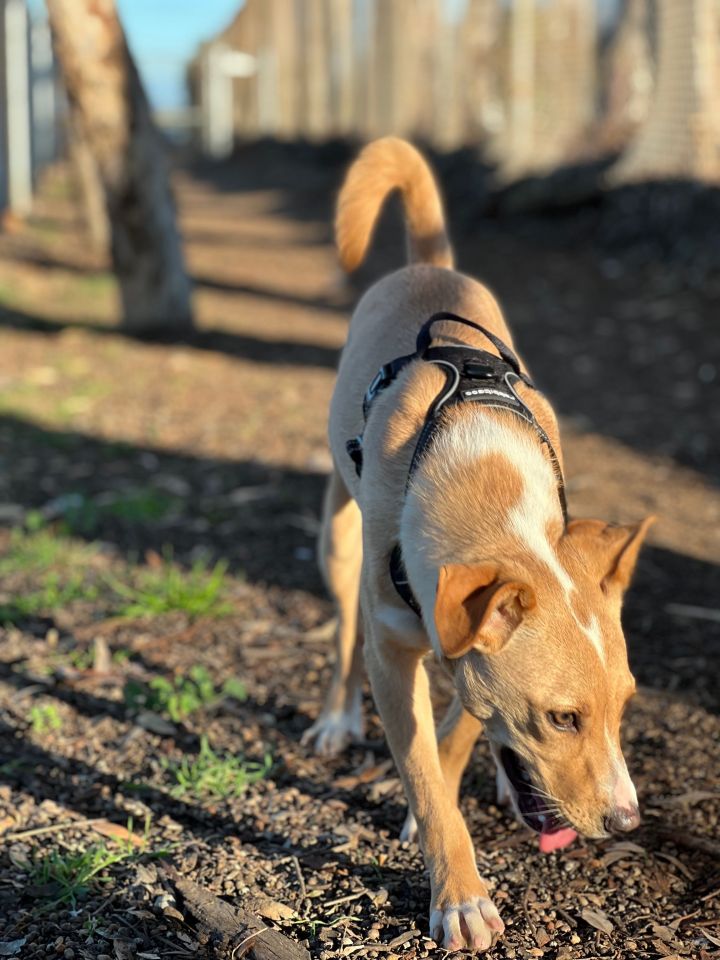 Yuri, an adopted Labrador Retriever Mix in San Diego, CA_image-5