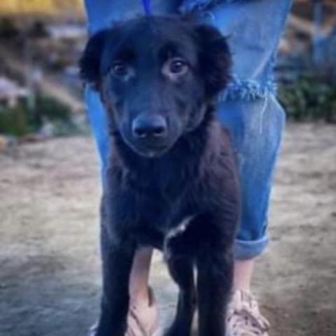 Luna, an adopted Black Labrador Retriever Mix in San Diego, CA_image-2