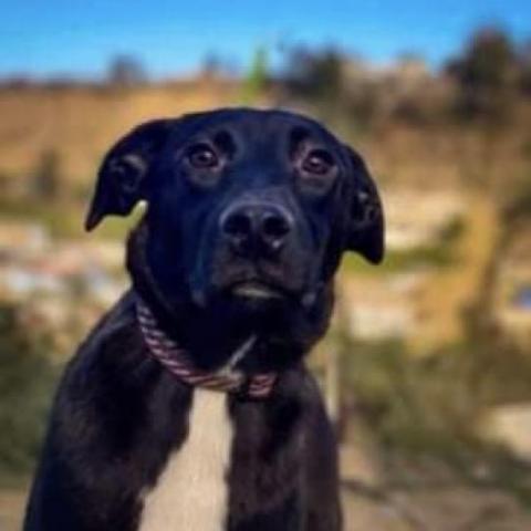 Lulu, an adopted Labrador Retriever & Spaniel Mix in San Diego, CA_image-1