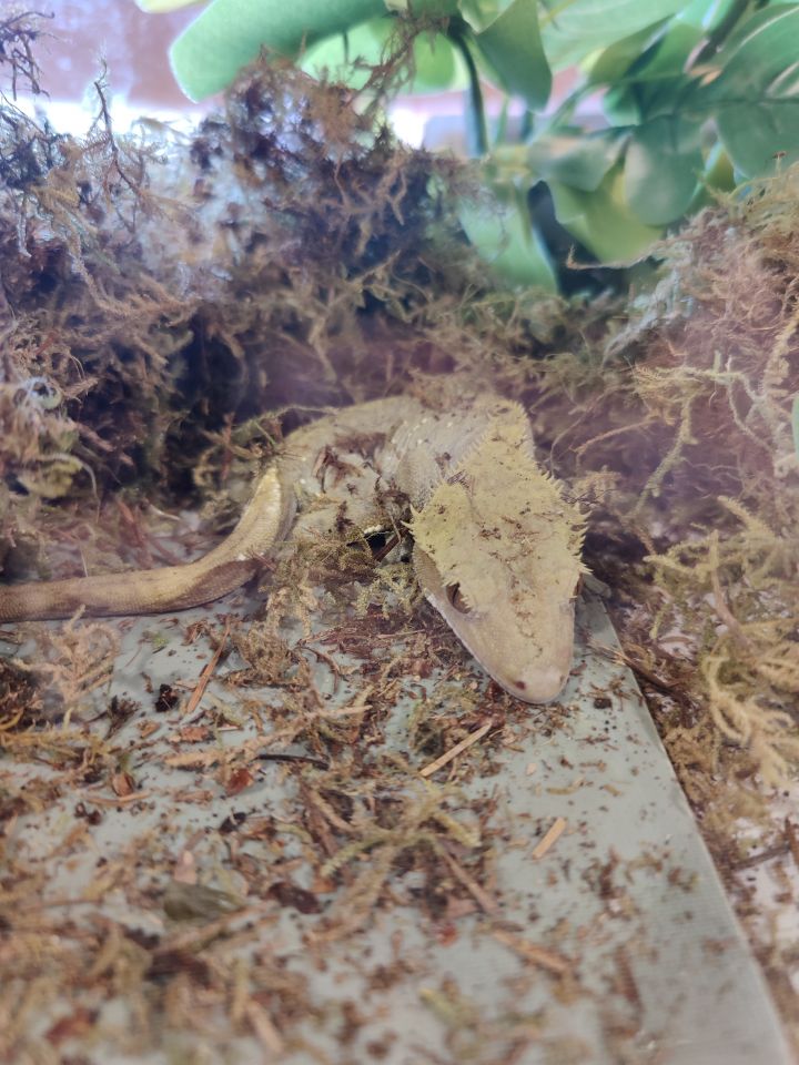 Dijon, an adopted Gecko in Bellingham, WA_image-2