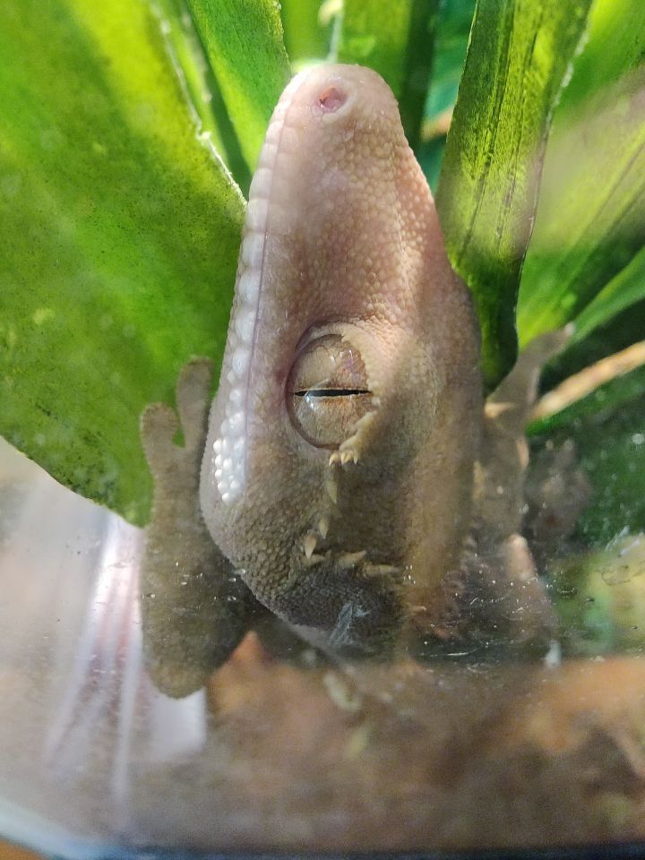 Dijon, an adopted Gecko in Bellingham, WA_image-3