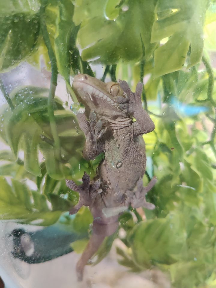 Dijon, an adopted Gecko in Bellingham, WA_image-4