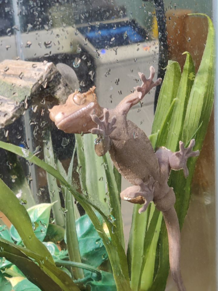 Dijon, an adopted Gecko in Bellingham, WA_image-1
