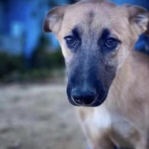 Oso, an adopted Shepherd Mix in San Diego, CA_image-2