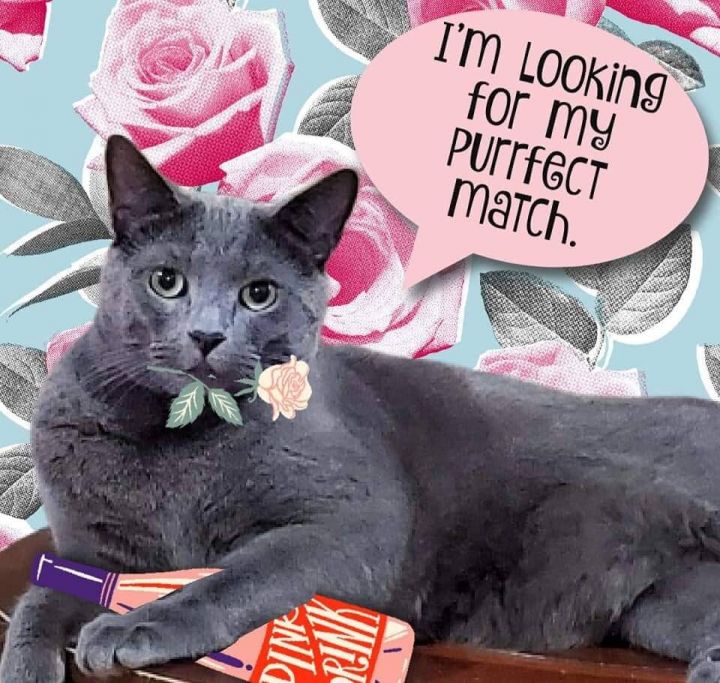 Sam (Special Adoption Fee), an adoptable Domestic Short Hair & Russian Blue Mix in Smithfield, NC_image-3
