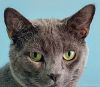 Sam (Special Adoption Fee)