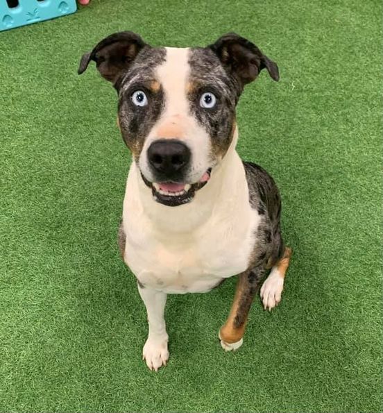 Sapphire, an adoptable Catahoula Leopard Dog in San Angelo , TX, 76904 | Photo Image 1