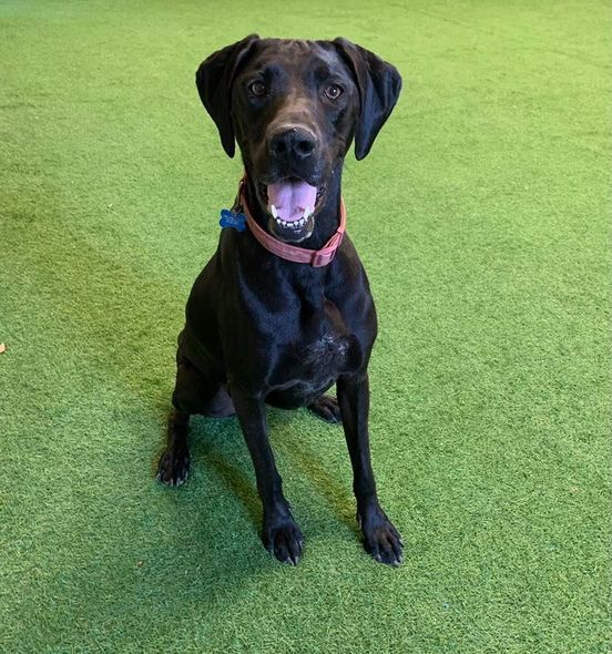 Jane, an adoptable Great Dane, Pointer in San Angelo , TX, 76904 | Photo Image 1