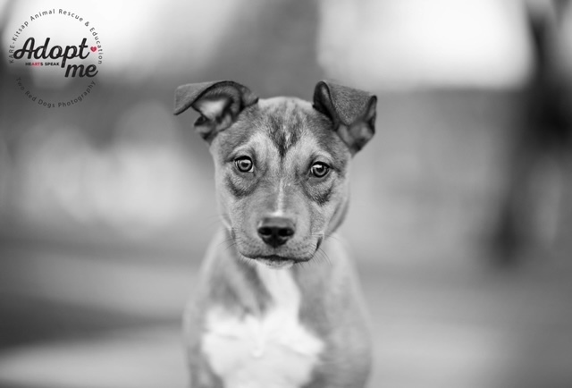 Vixen, an adoptable Cattle Dog & Terrier Mix in Silverdale, WA_image-5